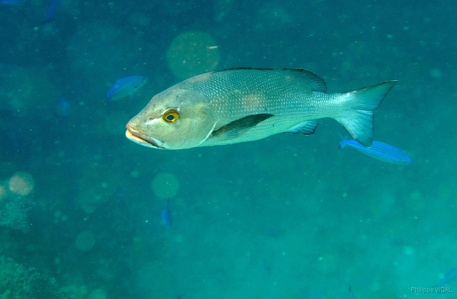 IMG_0126rc_Maldives_Madoogali_House reef_Vivaneau chien rouge ou lutjan rouge - Lutjanus bohar.jpg